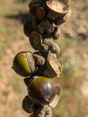 Lithocarpus elegans