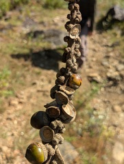 Lithocarpus elegans, photograph (c) Sagnik Dutta Roy, some rights reserved (CC BY)