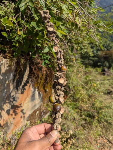 Lithocarpus elegans, photograph 4