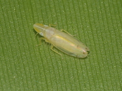 Nirvana placida