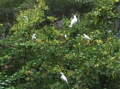 Cacatua sulphurea