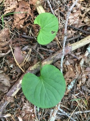 Viola palustris