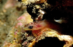 Aspasmogaster costata