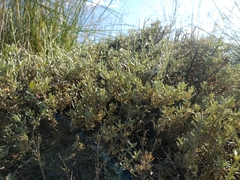 Atriplex verrucifera