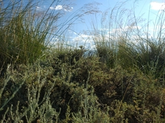 Atriplex verrucifera