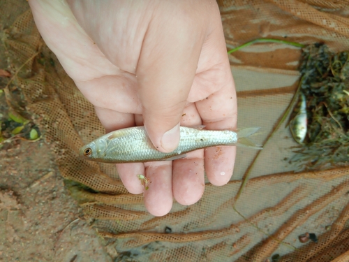 Leuciscus leuciscus