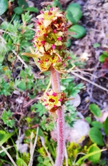 Micranthes hieraciifolia