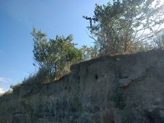 Halimodendron halodendron