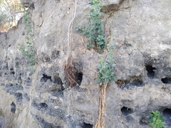 Halimodendron halodendron