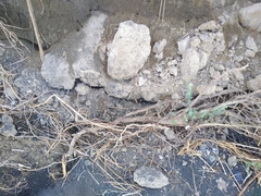 Halimodendron halodendron