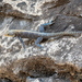 Agama doriae - Photo (c) Forest Botial-Jarvis,  זכויות יוצרים חלקיות (CC BY-NC), הועלה על ידי Forest Botial-Jarvis