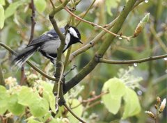 Parus minor commixtus