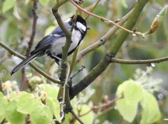 Parus minor commixtus