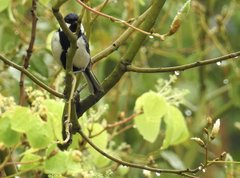 Parus minor commixtus