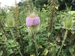 Dipsacus fullonum