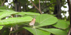 Dilaridae