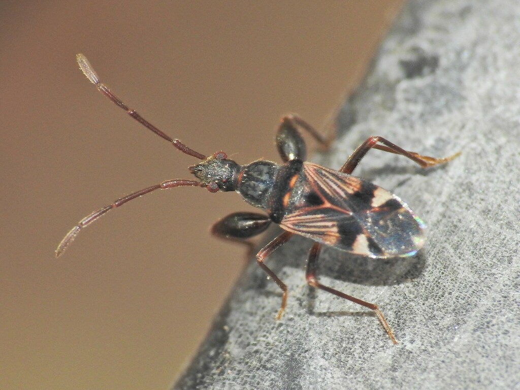 Ethaltomarus terraereginae