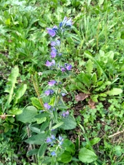 Echium vulgare