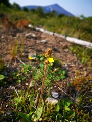 Micranthes hieraciifolia