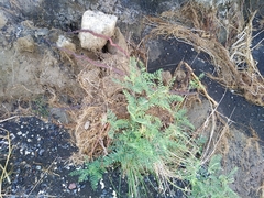 Sophora alopecuroides