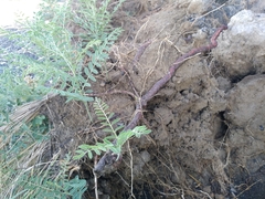 Sophora alopecuroides
