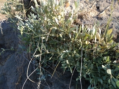 Atriplex verrucifera