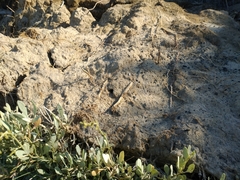 Atriplex verrucifera