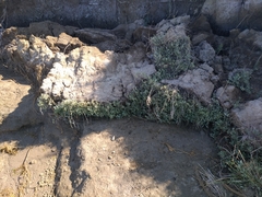 Atriplex verrucifera