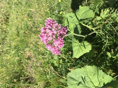 Adenostyles alliariae