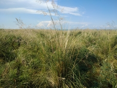 Stipa splendens