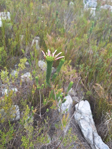 Image of Erica fascicularis by (c) Adele SL, some rights reserved (CC BY)