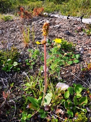 Micranthes hieraciifolia