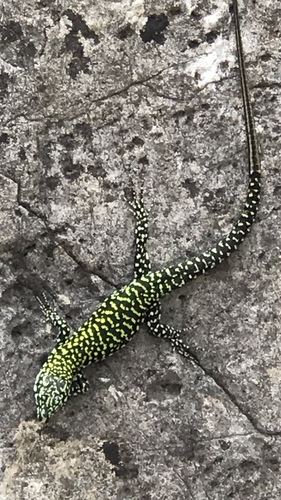 Lézard des murailles