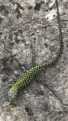 Podarcis muralis nigriventris