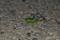 Eupholidoptera