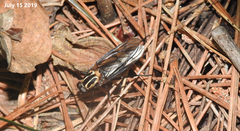 Odontosabula