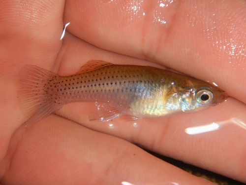 Mangrove gambusia (Gambusia rhizophorae) — Poeciliidae — 2