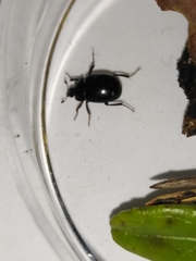 Sphaerites glabratus