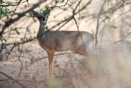 Salt's Dik-dik
