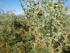 Halimodendron halodendron