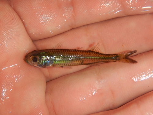Hardhead silverside (Atherinomorus stipes) — Atherinidae — 3