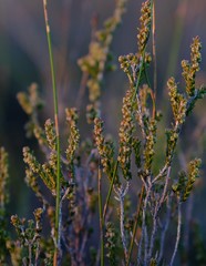 Erica rigidula