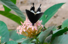 Papilio polytes