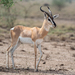 Sömmerring's Gazelle - Photo (c) Forest Botial-Jarvis, some rights reserved (CC BY-NC), uploaded by Forest Botial-Jarvis