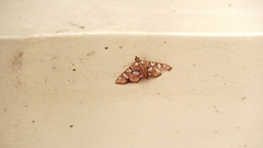 Glyphodes canthusalis