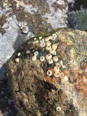 Amphibalanus eburneus