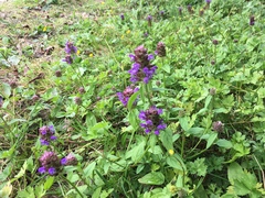 Prunella vulgaris