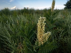 Sophora alopecuroides