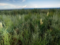 Sophora alopecuroides