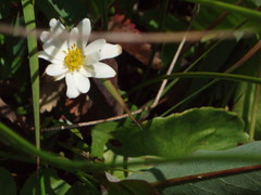 Caltha biflora